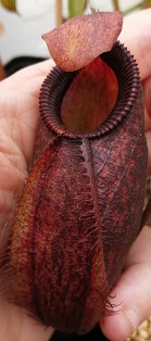 Nepenthes aristolochioides x diabolica XS